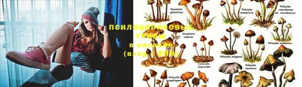 твердый Богданович